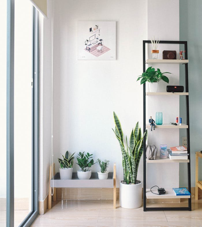 rectangular-white-and-black-wooden-display-rack-beside-green-snake-plant-2826787 Bright, modern interior with minimal decor, featuring lush houseplants, shelving, and natural light.